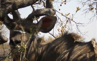24 ha Smallholding in Wonderboom