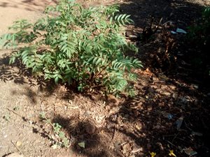 8612 m² Land available in Soshanguve