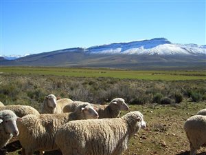 2486 ha Farm in Ceres