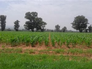 124 ha Farm in Heidelberg Central