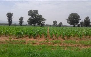 124 ha Farm in Heidelberg Central