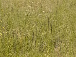 1 ha Land available in Martindale