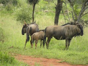 12.5 ha Farm in Bela-Bela (Warmbaths)