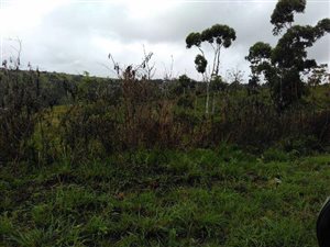 15.4 ha Land available in Verulam