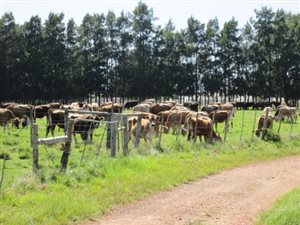 145 ha Farm in Knysna Central