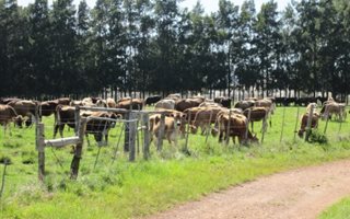 145 ha Farm in Knysna Central
