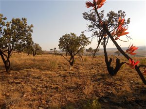 53 ha Farm in Krugersdorp Central