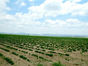 489 ha Farm in Alma