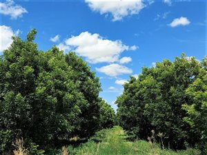 38 ha Farm in Upington