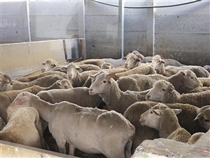 8000 m² Farm in Philippi
