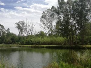 6 ha Farm in Groot Marico