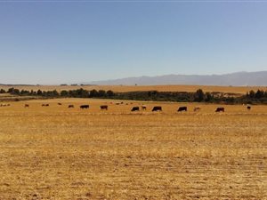 426 ha Farm in Moorreesburg