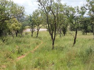 197 ha Farm in Buffelshoek AH