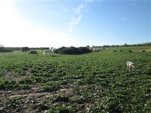 24 ha Farm in Malmesbury
