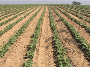 287 ha Farm in Bethlehem