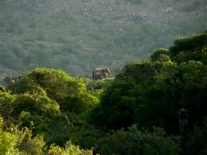 84700 ha Farm in Addo