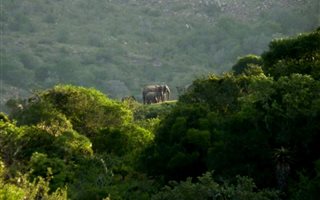 84700 ha Farm in Addo