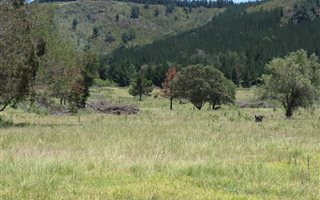 89 ha Farm in Wittedrift