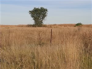 1 ha Commercial Farm in Winterton