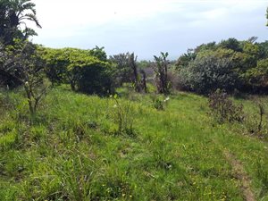 1474 m² Land available in Hibberdene