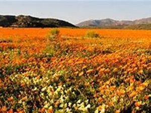 1050 m² Land available in Nieuwoudtville