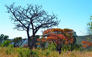 2259 ha Farm in Rooiberg