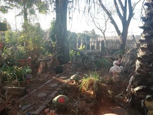 4 ha Farm in De Deur