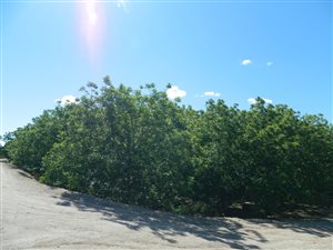 5 ha Farm in Keidebees
