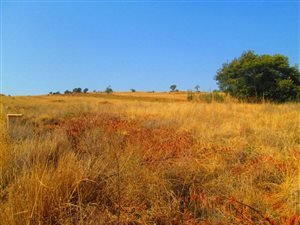 875 m² Land available in Dullstroom
