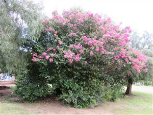 1200 m² Land available in Oranjeville