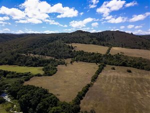 135 ha Farm in Wittedrift