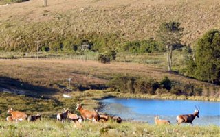 147 ha Farm in Grahamstown
