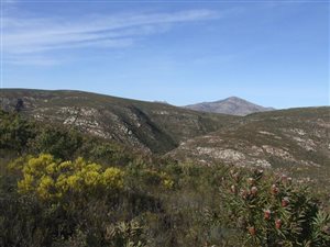 63 ha Land available in Joubertina