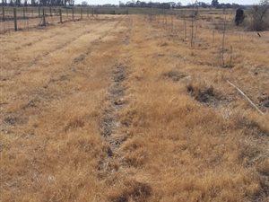 70 ha Farm in Boskop