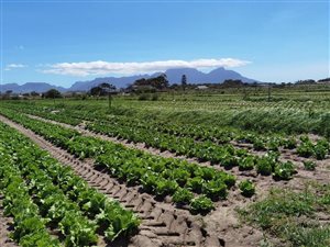 4 ha Farm in Philippi