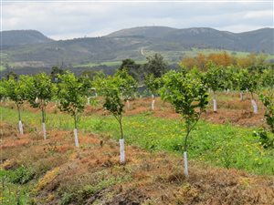 71 ha Farm in Thornhill