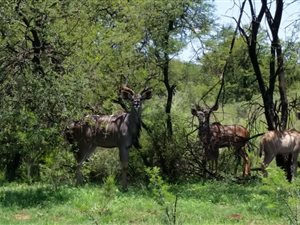 150 ha Farm in Vaaloewer