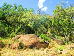 27.4 ha Farm in Dullstroom