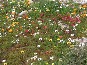 773 m² Land available in Saldanha