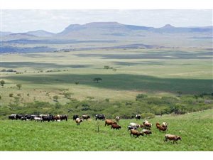 6000 ha Farm in Ladysmith