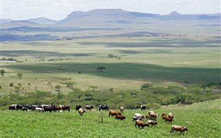 6000 ha Farm in Ladysmith