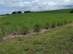 2 ha Farm in Ballito
