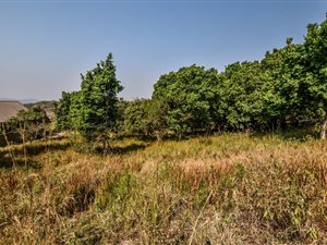1557 m² Land available in Shandon Estate