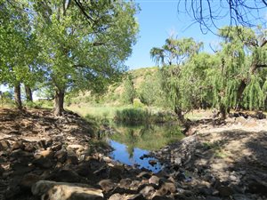 659 ha Farm in Ladybrand