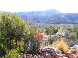 252 ha Farm in Ladismith