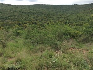 96 ha Smallholding in Bendor