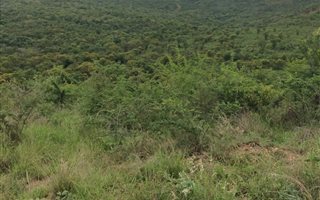 96 ha Smallholding in Bendor