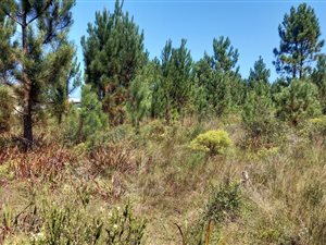 6.6 ha Farm in Plettenberg Bay Rural
