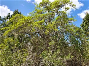1.7 ha Land available in Wilderness