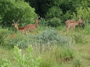4.2 ha Land available in Boschkop